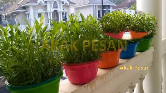 1 akak pesann