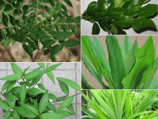 Daun kari, daun kesum, dan daun limau purut yang dikeringkan menggunakan teknik freeze drying di rumah, masih hijau dan segar.