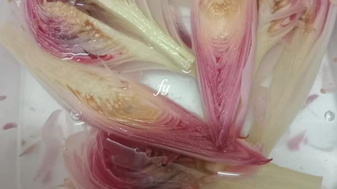 Bunga kantan segar sebelum dipotong dan dibersihkan